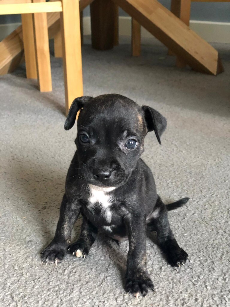 bull terrier gumtree